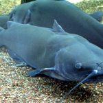 Channel_Catfish